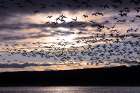 Large flocks of snow geese fly to nightly resting pond as the sun sets at Bosque del Apache NWR Art Print